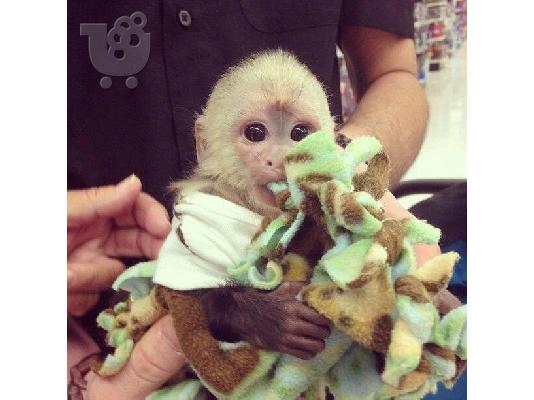 PoulaTo: μωρό capuchin μωρό 180€