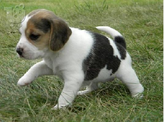 PoulaTo: beagle