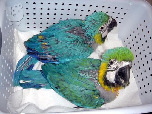 PoulaTo: όμορφα μωρά Macaw παπαγάλοι