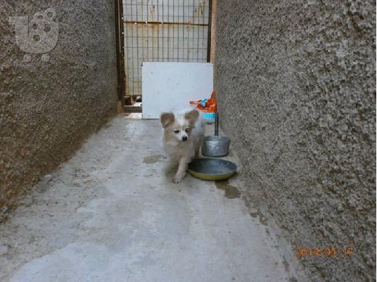 Βρεθηκε τυφλο μικροσωμο σκυλακι στο Περαμα