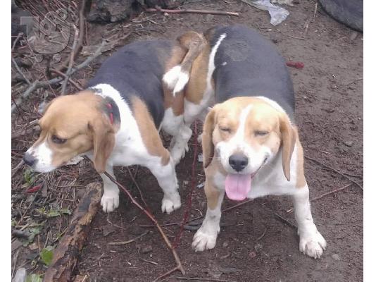 beagle puppies ευκαιρια!!