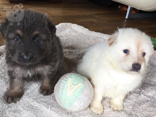 PoulaTo: Γερμανικά Shepherd σκυλιά και κουτάβια προς πώληση