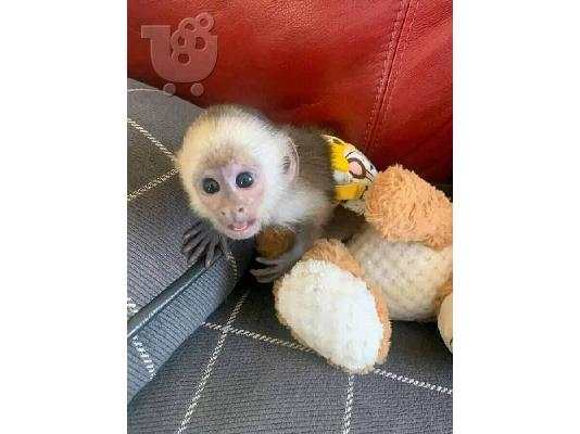 PoulaTo: Χαριτωμένο μαϊμού Capuchin να υιοθετηθεί από οποιαδήποτε οικογένεια που αγαπά και νοιάζεται για τα κατοικίδια ζώα τους, ανεξάρτητα από το πού βρίσκονται.email (bettaelisa0058@gmail.com)