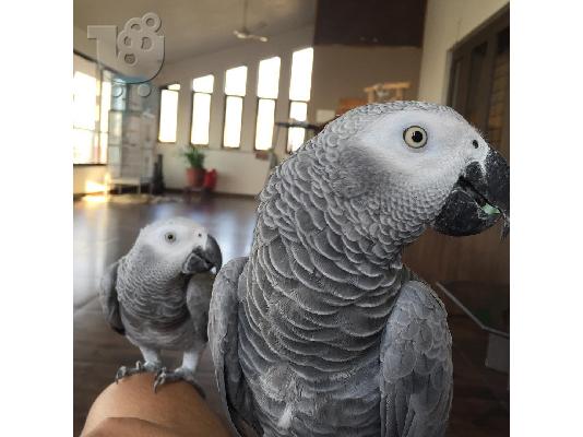 PoulaTo: Ζευγάρι ομιλούντων αφρικανικών γκρι παπαγάλων