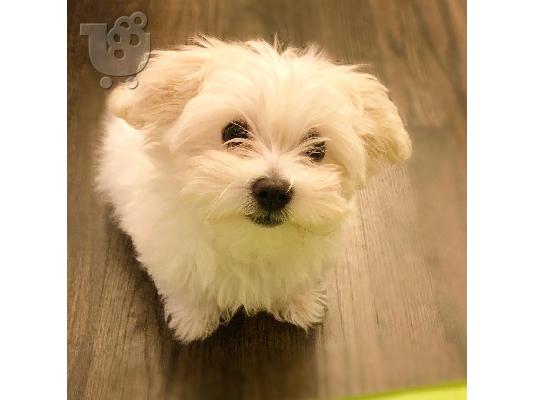 PoulaTo: MALTESE PUPPY IS NOW READY FOR ADOPTION
