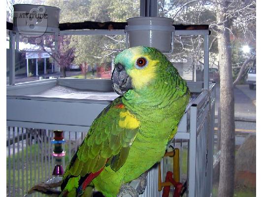 PoulaTo: και μιλάμε παπαγάλους amazon