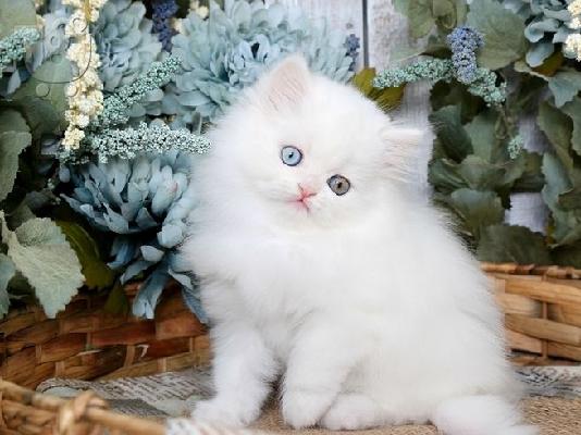 *έτοιμα τώρα* Εκπληκτικά Snow Persian Kittens Για υιοθεσία