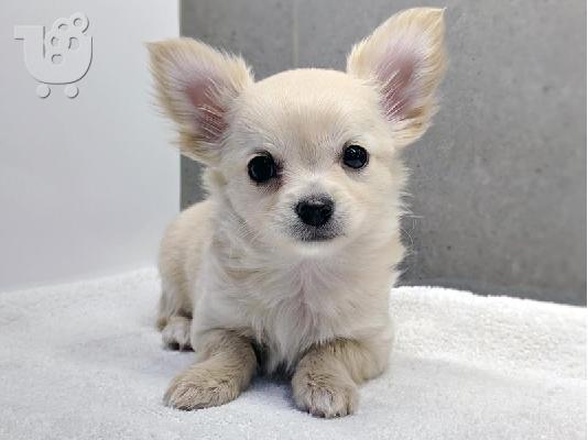 Chihuahua σκυλιά και κουτάβια προς πώληση