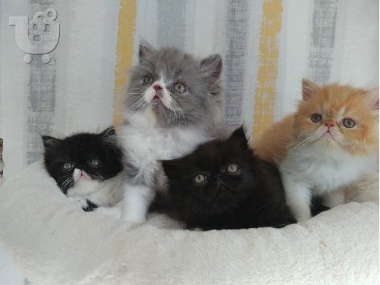PoulaTo: Διαθέσιμα καθαρά περσικά γατάκια, πλήρως απογαλακτισμένα,