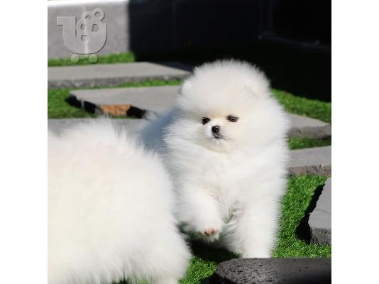 PoulaTo: Καθαρό λευκό Pomeranian έτοιμο για νέο σπίτι