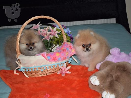 PoulaTo: Χαριτωμένο Pomeranian Puppies γενεαλογικό