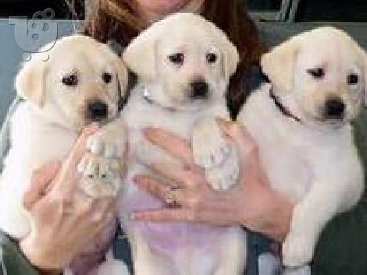 PoulaTo:  Labrador Retriever for adoption Λαμπραντόρ