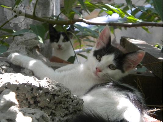 PoulaTo: χαρίζονται 2 χαριτωμένα ασπρόμαυρα γατάκια