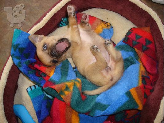 PoulaTo: Chihuahua κουταβακια Μπάσετ