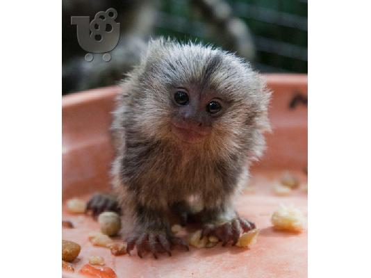 PoulaTo: Μικρή μαϊμού Marmoset