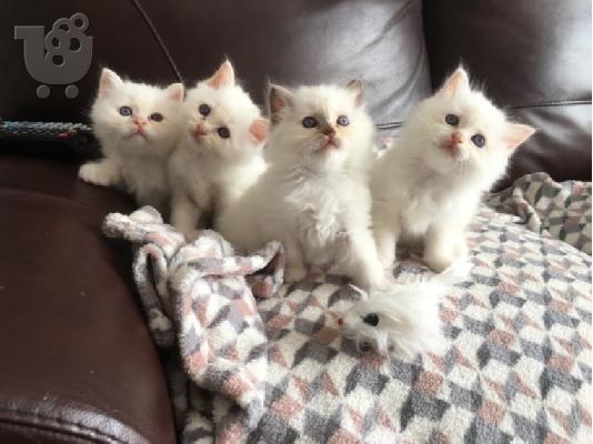 PoulaTo: Birman Kittens