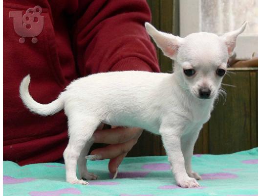 PoulaTo: Chihuahua προς πώληση Χρυσός Θηραματοφόρος