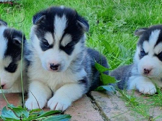 PoulaTo: Siberian husky puppy for sale
