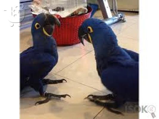 PoulaTo: Beautiful Hycinth  macaw parrot