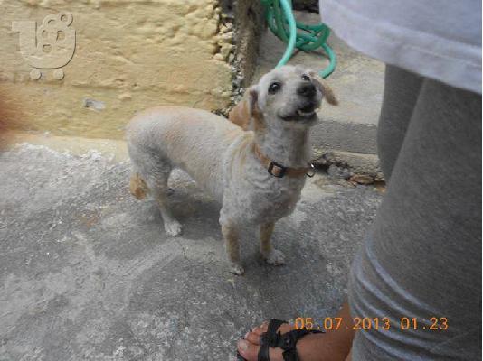 PoulaTo: Βρεθηκε μικροσωμο σκυλακι στην Νικαια
