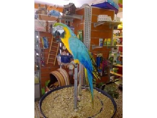 PoulaTo: ΠΑΠΑΓΑΛΟΣ ελεύθερος Macaw-