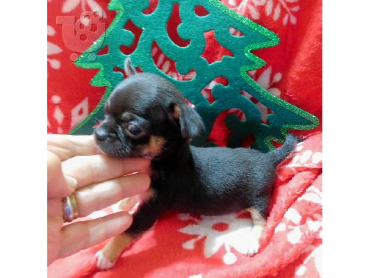 PoulaTo: Chihuahua κουτάβια για τα Χριστούγεννα