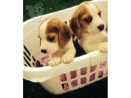 PoulaTo: Γεια σου έχω για διάθεση ένα χαριτωμένο beagle