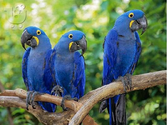 PoulaTo: Ζεύγος Υγείας υάκινθος μακώ παπαγάλοι για την ελεύθερη