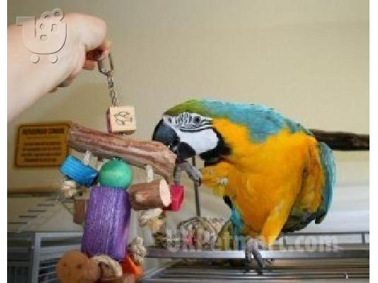PoulaTo: Καλοί οικογενειακοί φίλοι μπλε και χρυσό Macaws