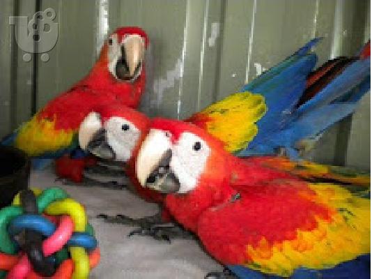 PoulaTo: Scarlet papagálos macaw gia 200 evró