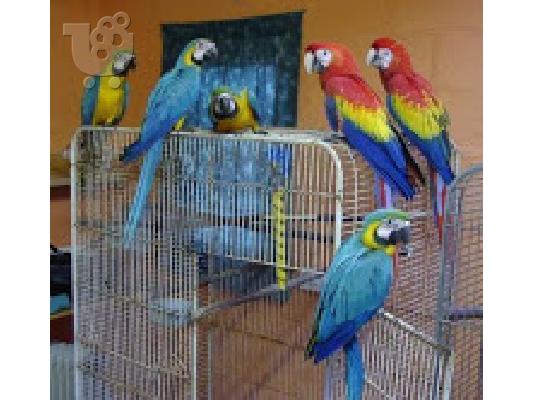 PoulaTo: Red macaw,Blue And Gold Macaw fo almost free