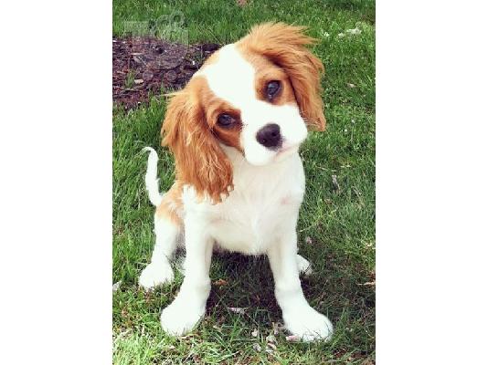 PoulaTo: ADORABLE CAVALIER KING CHARLES PUPS READY FOR NEW HOMES