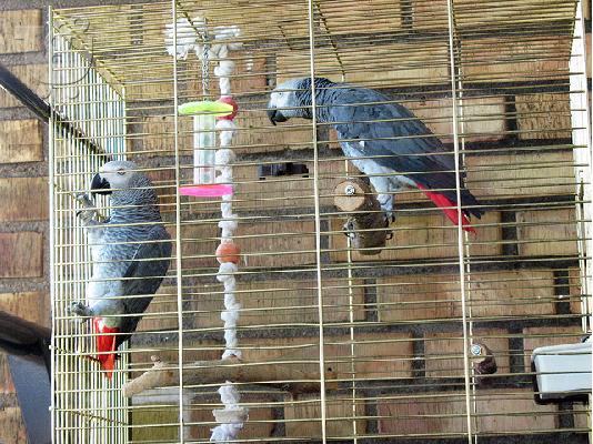 PoulaTo: υπέροχη Αφρικής γκρι παπαγάλοι