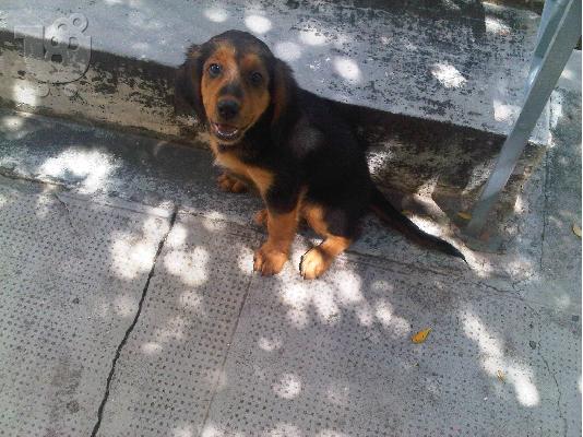 PoulaTo: Αξιαγάπητη σκυλίτσα 2 μηνών, ψάχνει σπίτι και μπόλικες αγκαλιές