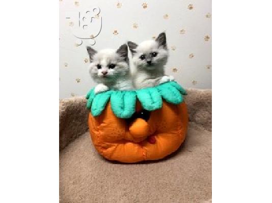 PoulaTo: TICA Εγγεγραμμένα Ragdoll Kittens Έτοιμα