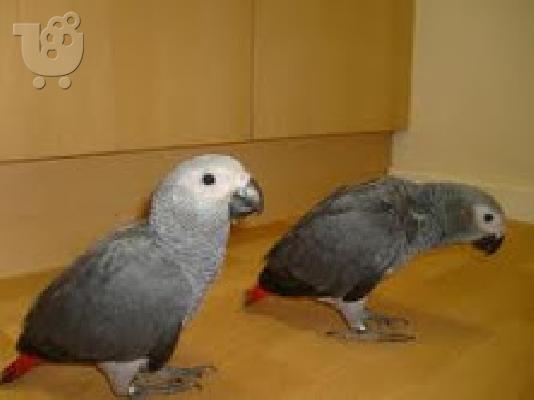 PoulaTo: Beautiful Babies african grey parrot for 160€