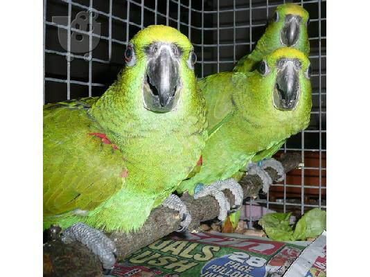 υπέροχους παπαγάλους Amazon για 200 €