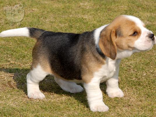 PoulaTo: Beagle μπιγκλ