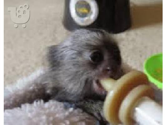 PoulaTo: Χριστουγεννιάτικο μωρό μαρμάρισμα μαϊμού για 300 €