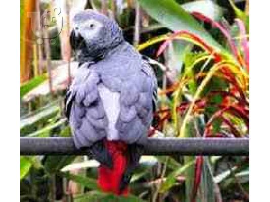 PoulaTo:  [papagaloi zako ( ΠΑΠΑΓΑΛΟΙ ΖΑΚΟ) ]  παπαγάλοι