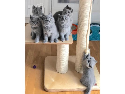PoulaTo: trained british shorthair kittens available