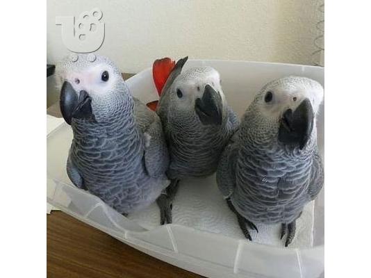 PoulaTo: African gray parrots  for sale