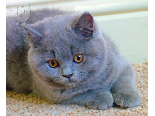 PoulaTo: Ζητείται γατάκι British blue