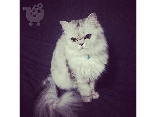 PoulaTo: Ζητείται γάτος Περσίας