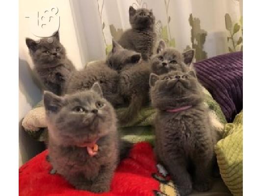 PoulaTo: Βρετανικά κοντότριχα γατάκια