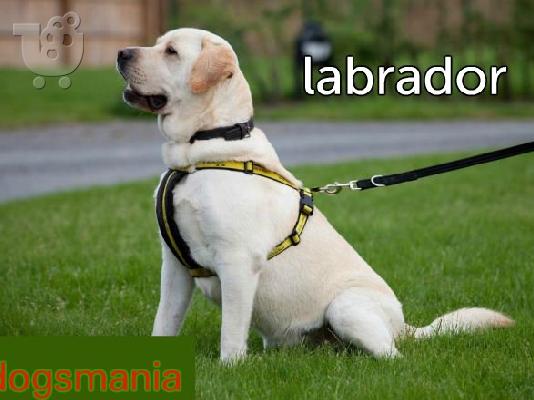 Labrador καθαροαιμα κουταβακια απο γονεις με pedigree ΑΘΗΝΑ ΚΡΗΤΗ 6979314054...