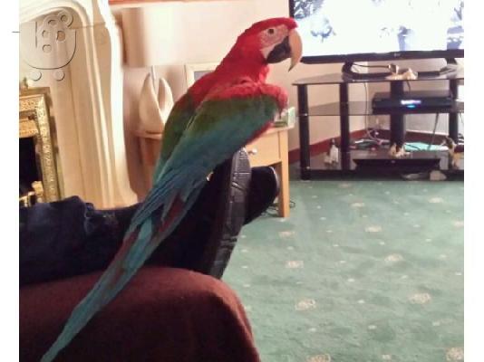 PoulaTo: macaw πράσινη πτέρυγα μακώ