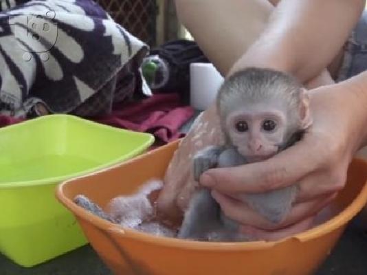 PoulaTo: Χαριτωμένο μαϊμού Capuchin να υιοθετηθεί από οποιαδήποτε οικογένεια που αγαπά και νοιάζεται