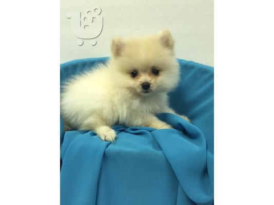PoulaTo: Αξιολάτρευτο Pomeranian Puppies γενεαλογικό έτοιμο