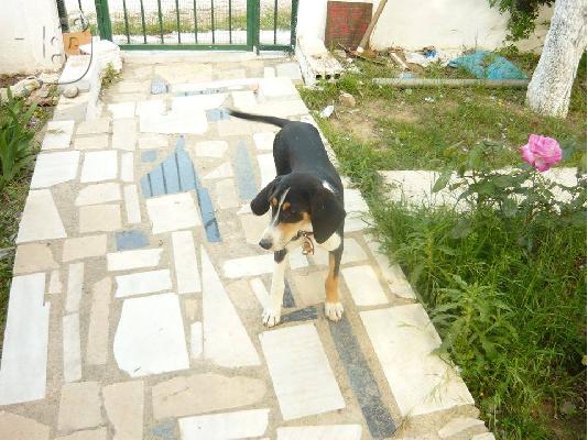 PoulaTo: Μικροσωμη σκυλιτσα ψαχνει σπιτακι